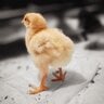 Dogs Cows Chicken
