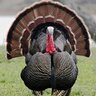 echo_poultry