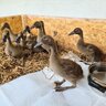 The Ducks of Supercow