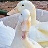 PattieTheDuck