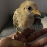 Chickenlit