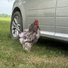 kbird93