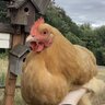 ilovemychickens2000