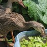 DuckyDuckTheDuck