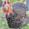 RoosterHeavy