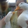 DuckyMikaelson