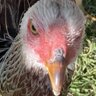 Velociraptors