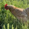 1loonychicken