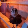 Newbabychickmama