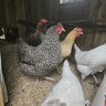 Andkingquail