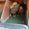 Fluffybuttnugget