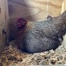 AmericanDwarfChicken
