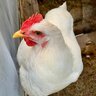 ChickenMommaLady