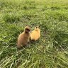 ChickensAreGoat