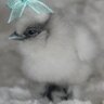alohapepesilkies