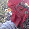 chickachicka12345