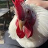 Cheekychook12