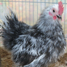 CrazyChickenLady123
