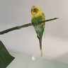 ride4birds