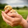 UpstateChickenLady