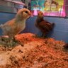ChickMama268