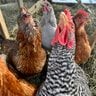 Felicia_and_chickens