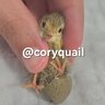 CoryQuail