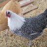 Chicken_overlord