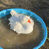 Kdcfarm