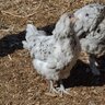 Not-so Slick Chicken