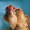 Oxydziedhens