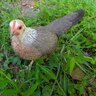 FlockAround-andFindOut