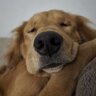 GoldenSlumbers