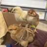CluckingCute
