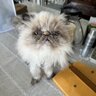 Sunni_Chick
