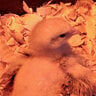 RobinsRoost74