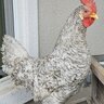 JellyChicken