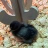 newchickychick
