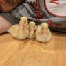 WoockyDucks