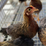 chickenmap