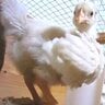 Tiny raptor