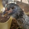 ColoradoChicken89