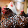 MiaTheChickenWhisperer
