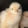 bumblychicken