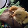 ilovemychickens2