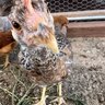 OrchardMesaChickens