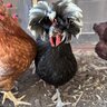 Farmerbyaccident