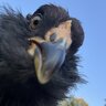 efowl24