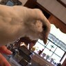 chickentender5000