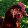 tacoma_urban_chickens